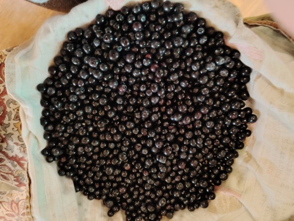 Blackberries from the forest in a white kitchen towel on a table. Photo made by tuenews INTERNATIONAL.